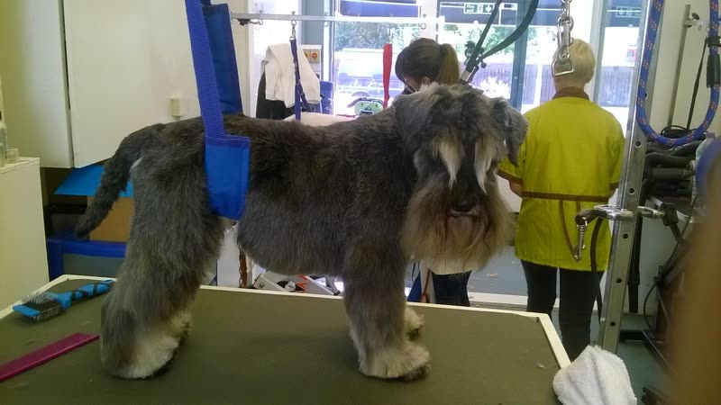A wiry grey terrier standing on the grooming table in the salon, with people working by the window behind