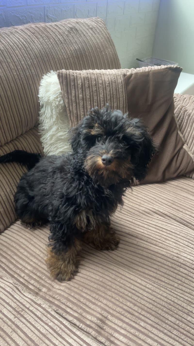 A small black-and-tan curly puppy sitting on a beige corduroy sofa at home