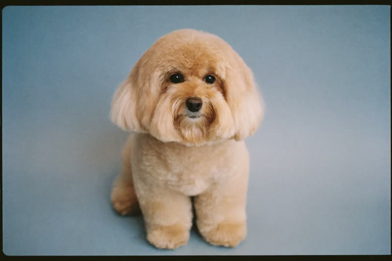 A small dog sitting neatly after a groom
