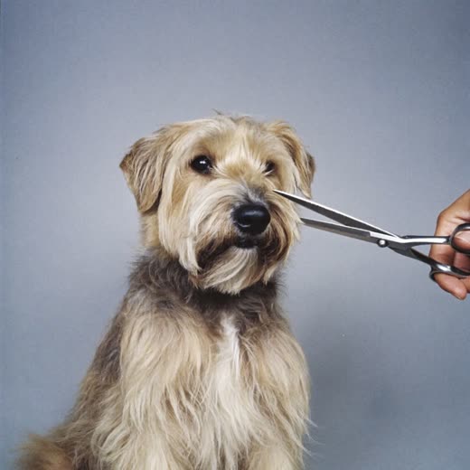 A terrier having its coat scissor-trimmed